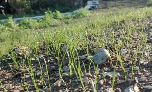 "Erba da prato soleggiato", 5 aprile