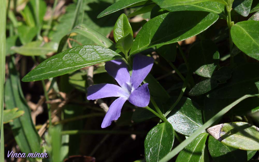 pervinca fiore