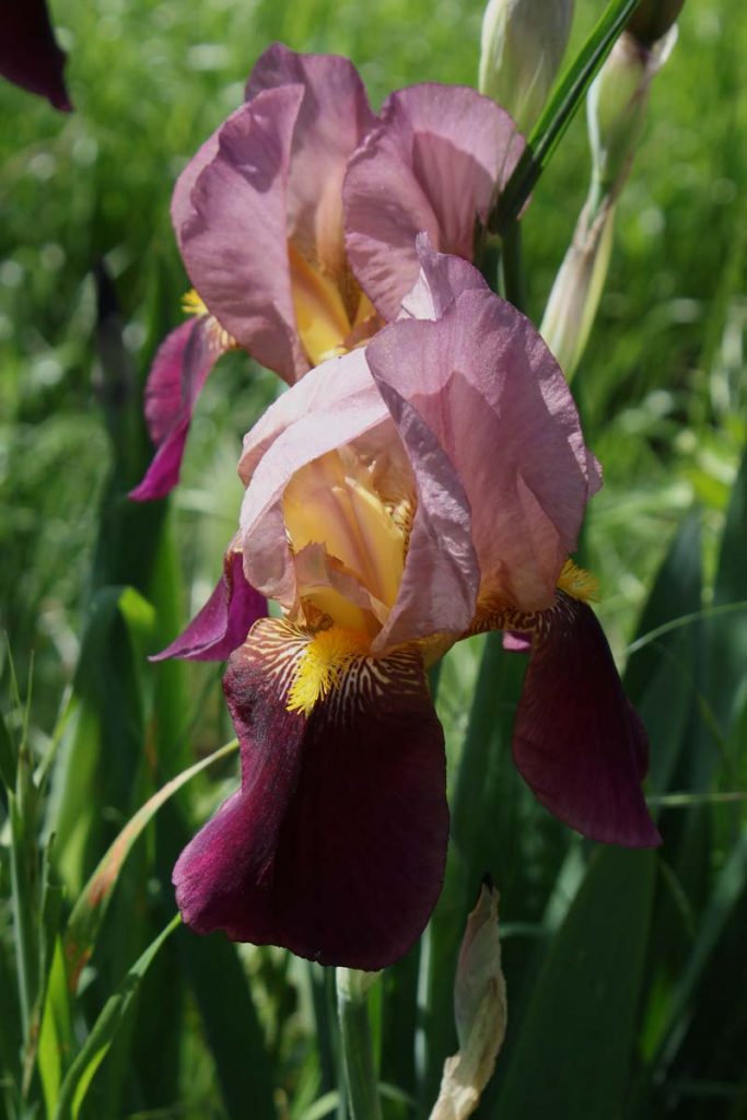 Spettacolari fiori di iris, 27 aprile