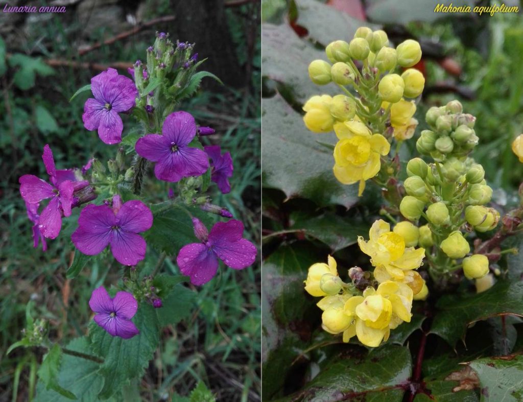 lunaria mahonia