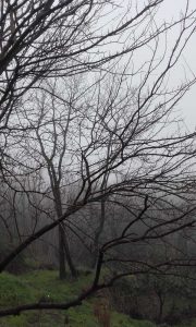 nebbia