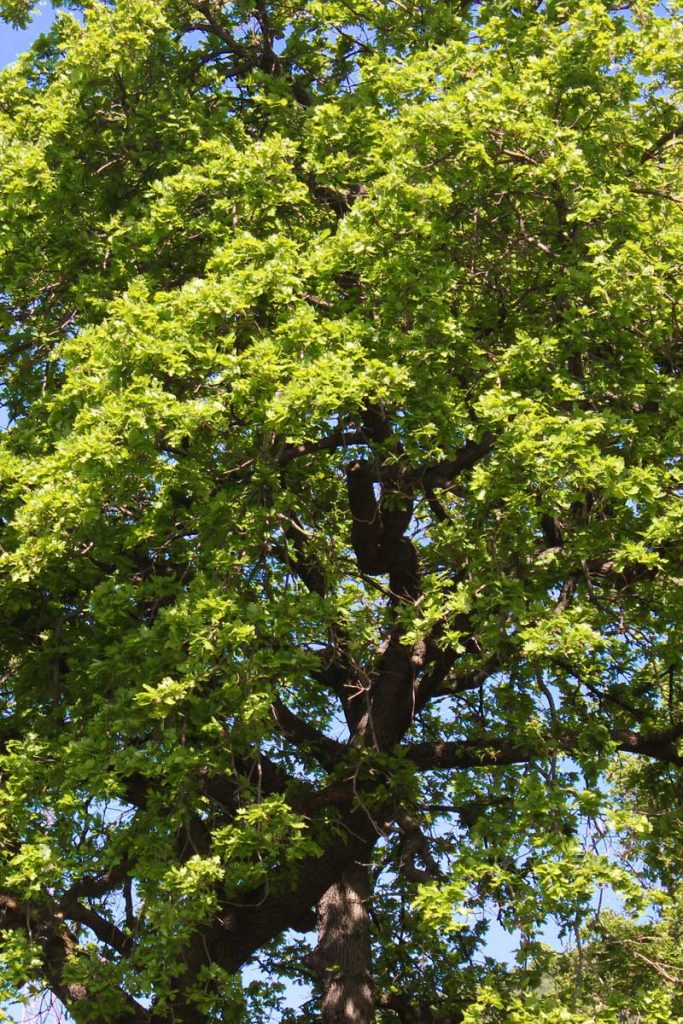 Una bella quercia verso il bosco, 27 aprile