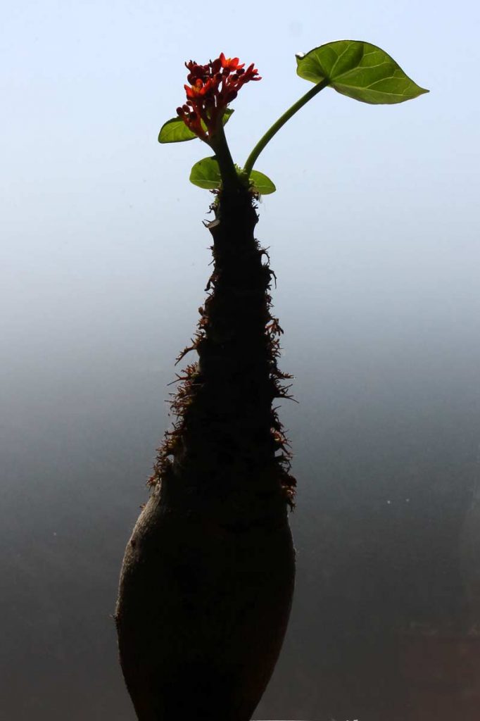 jatropha