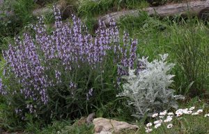 Rodantemo, cineraria e salvia in piena fioritura, 28 aprile