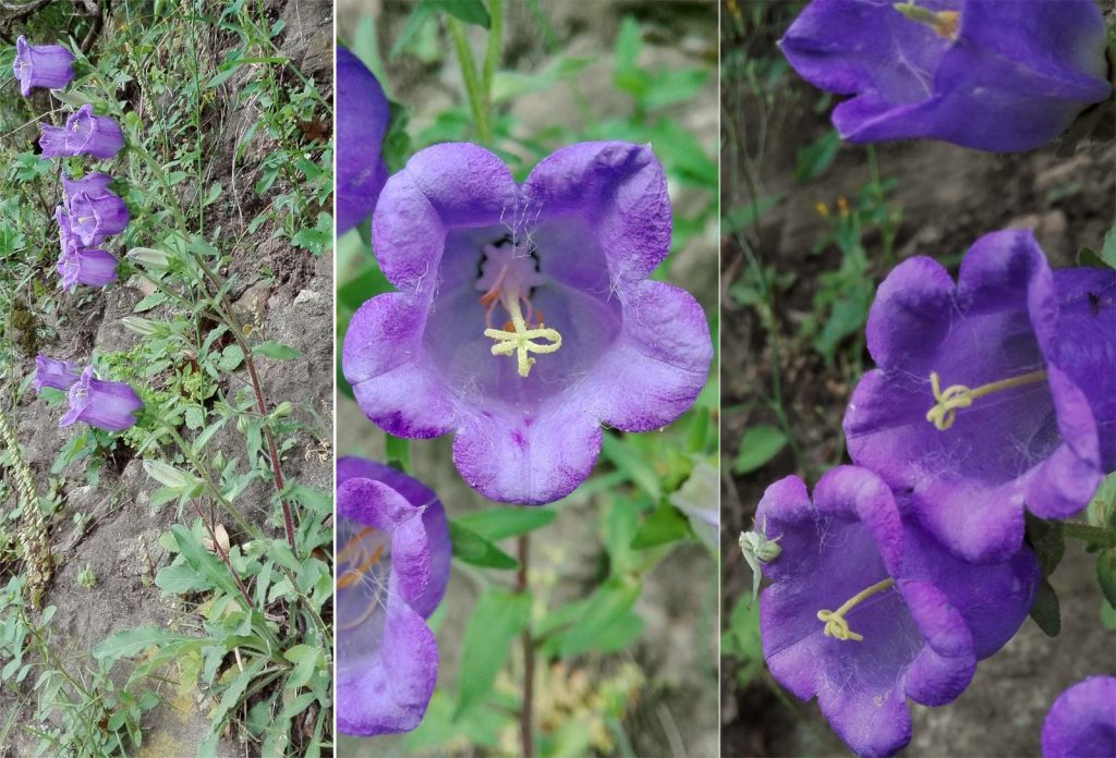 Una nuova, splendida campanula su muro a secco, 21 maggio
