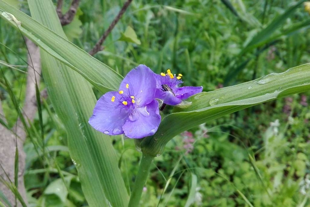 fiore blu erba miseria