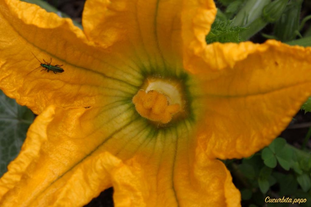 zucchina fiore