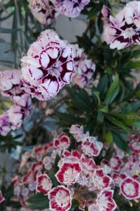 garofani kalmia