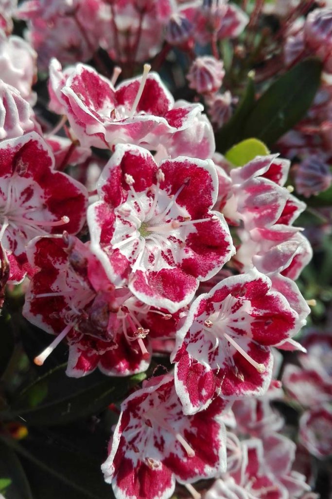 kalmia