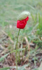 papavero