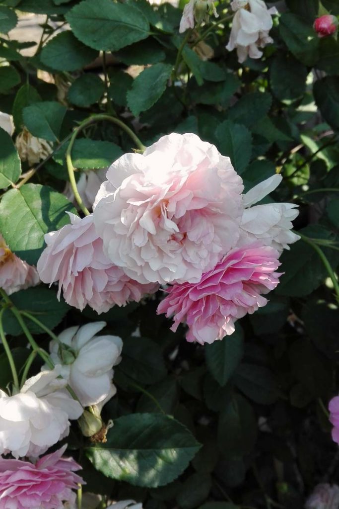 rosa cornelia
