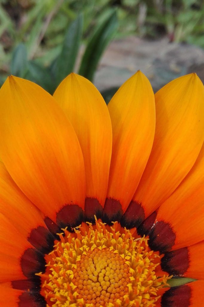 Un dettaglio del bellissimo fiore di Gazania sp.