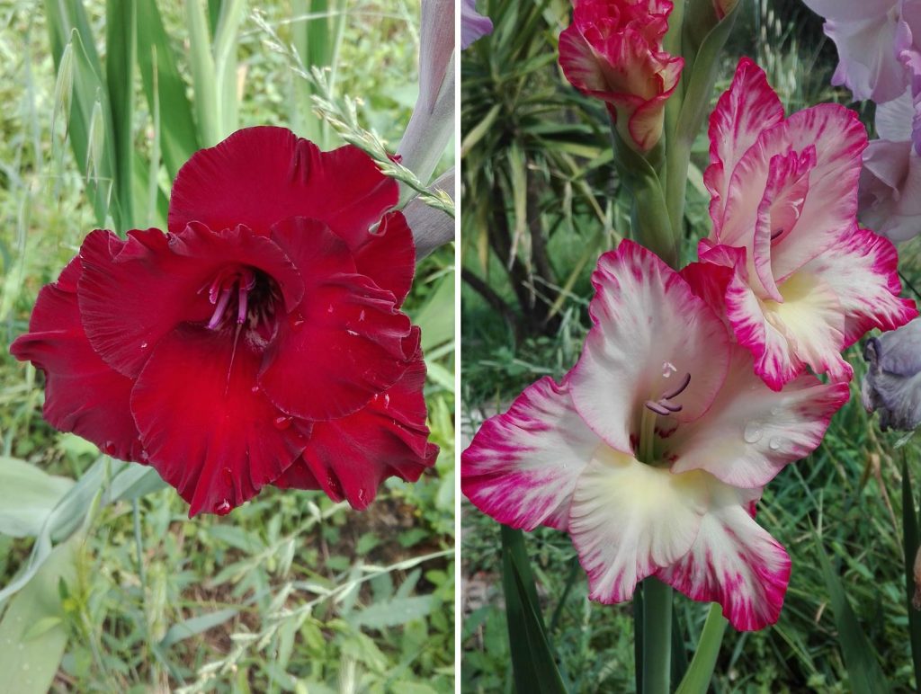 gladioli
