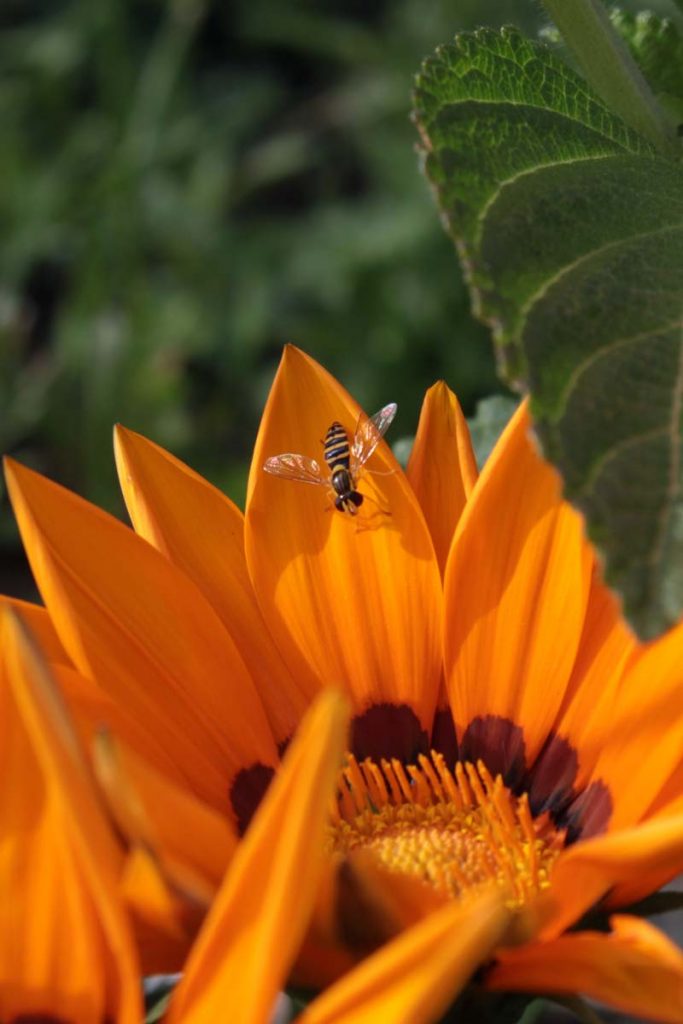 Gazania, 11 giugno