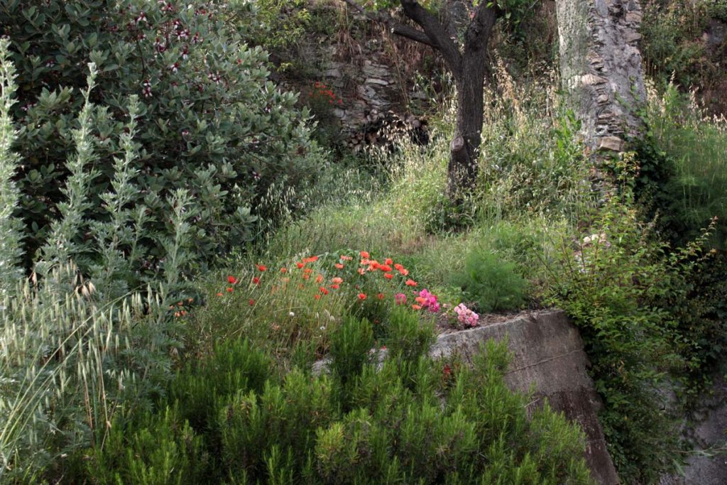 Scorcio del muro d'ingresso con papaveri e roselline ricadenti, 11 giugno