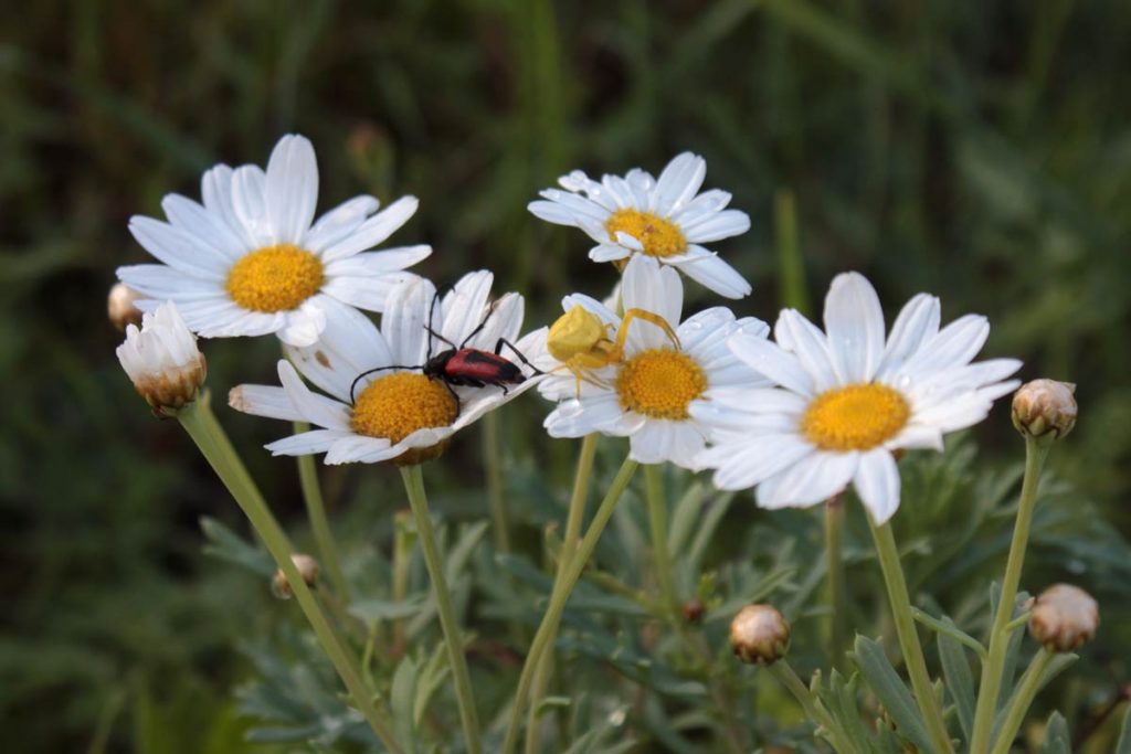 Ospiti diversi su due fiori di margherita, 8 giugno