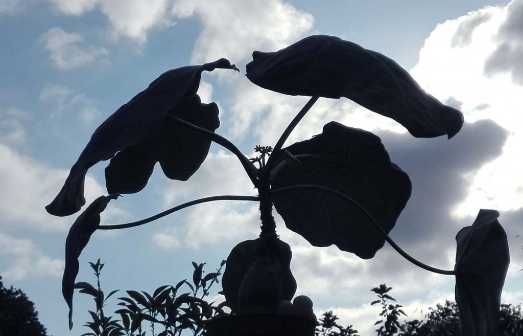 Jatropha podagrica in controluce, 10 agosto