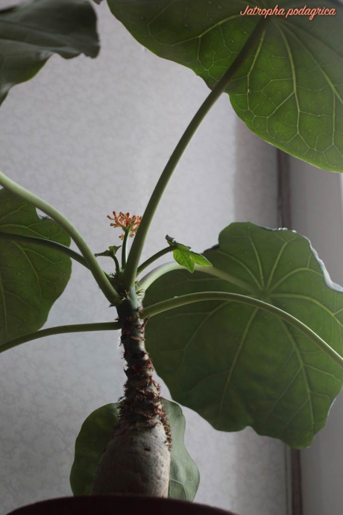 Jatropha podagrica