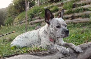 loretta cagnolina
