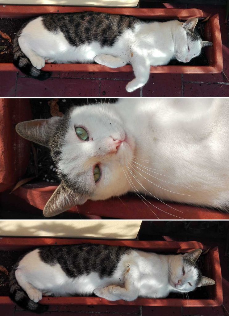gatto sistemato nel vaso