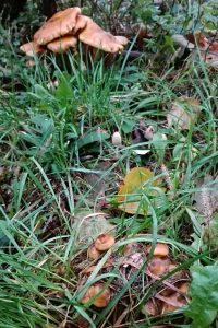 Funghi all'ingresso