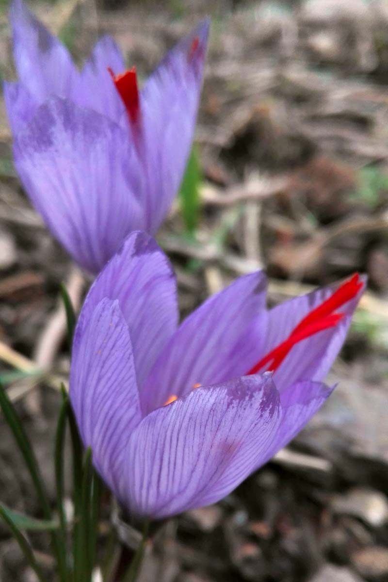 fiori zafferano