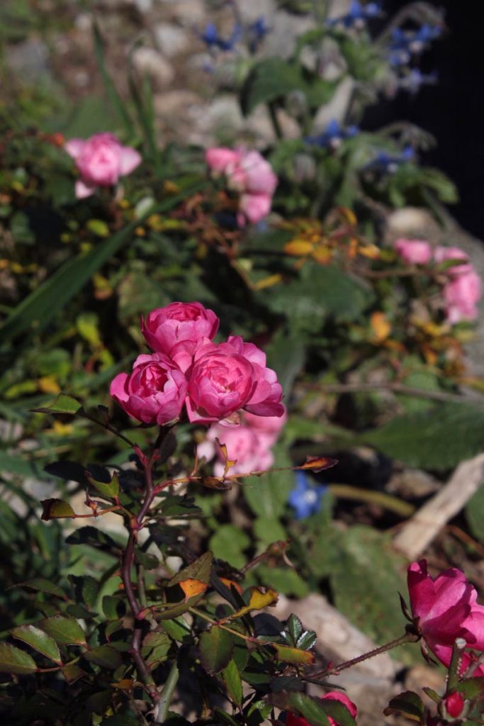 roselline