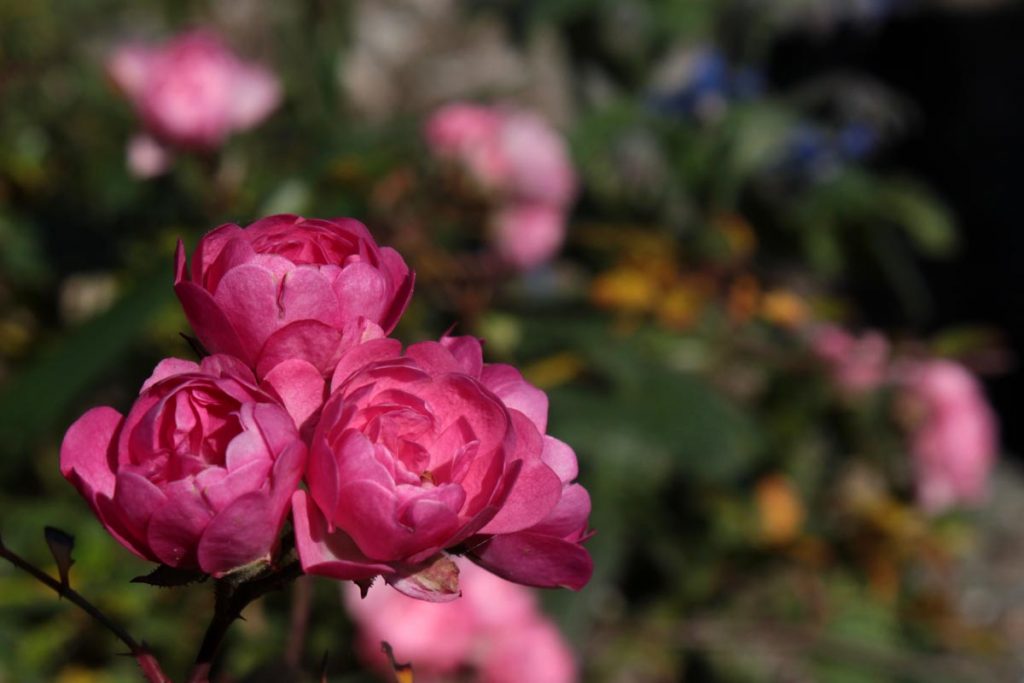 rose ricadenti