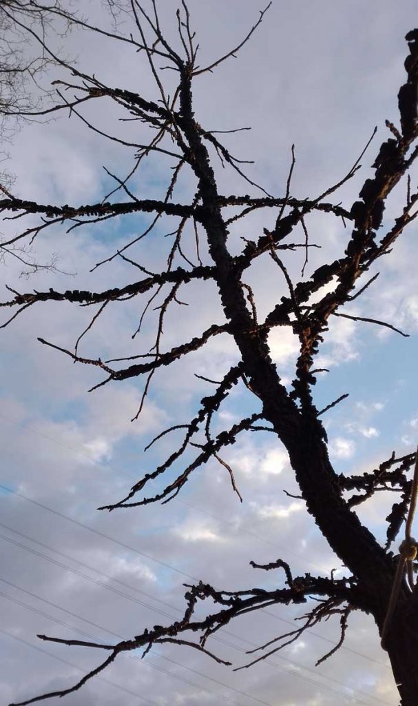 Liquidambar styraciflua, 16 gennaio