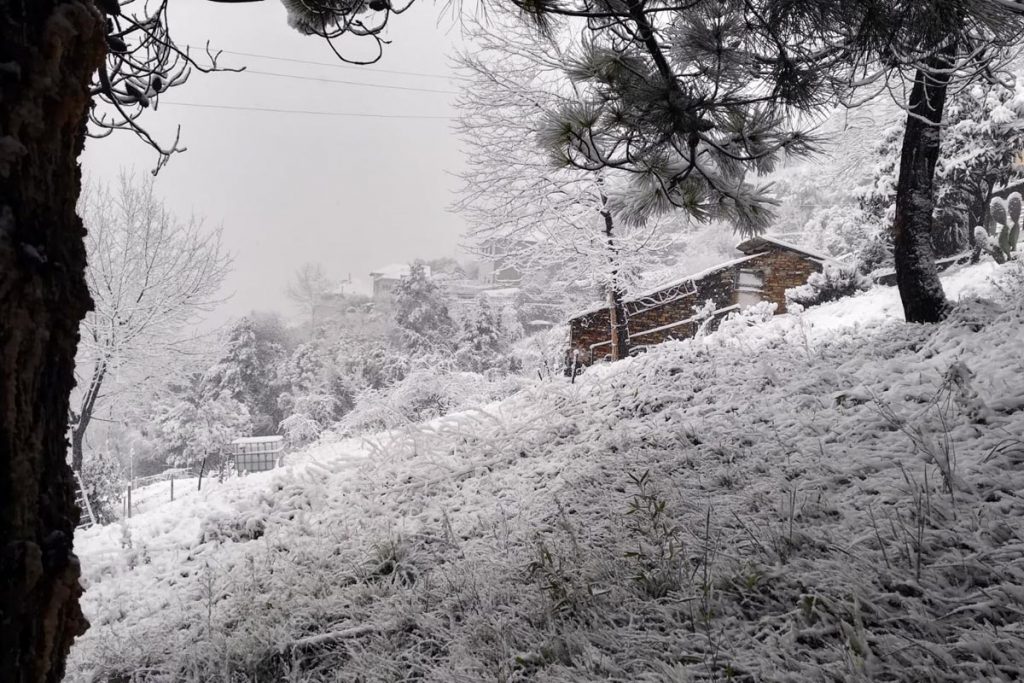 neve roberto