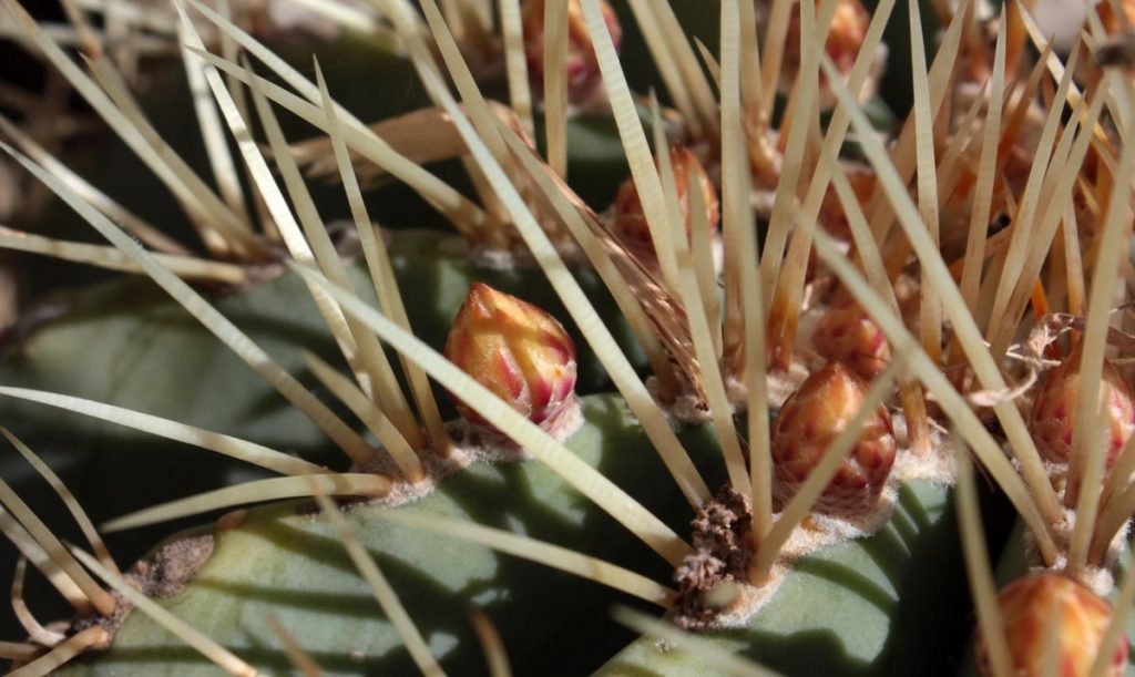 bocciolki cactus