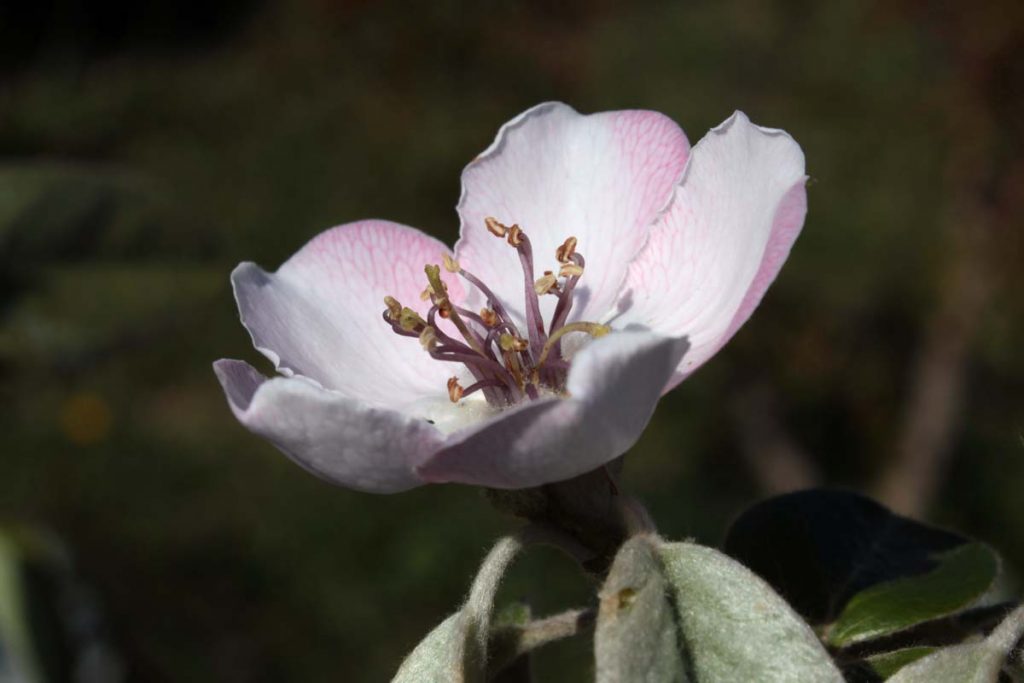 cotogno