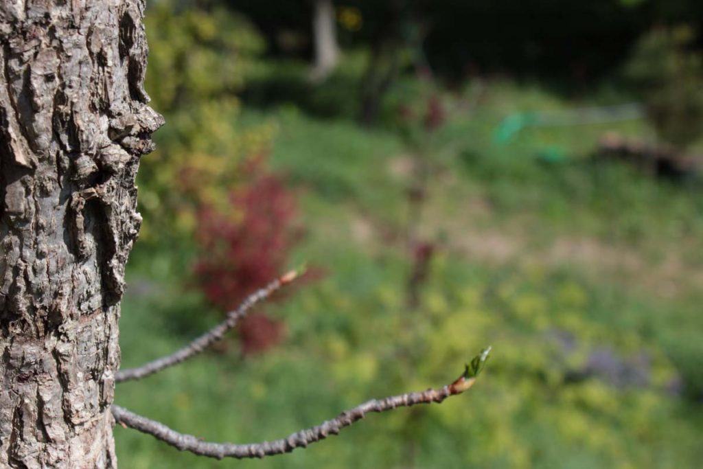 liquidambar tronco