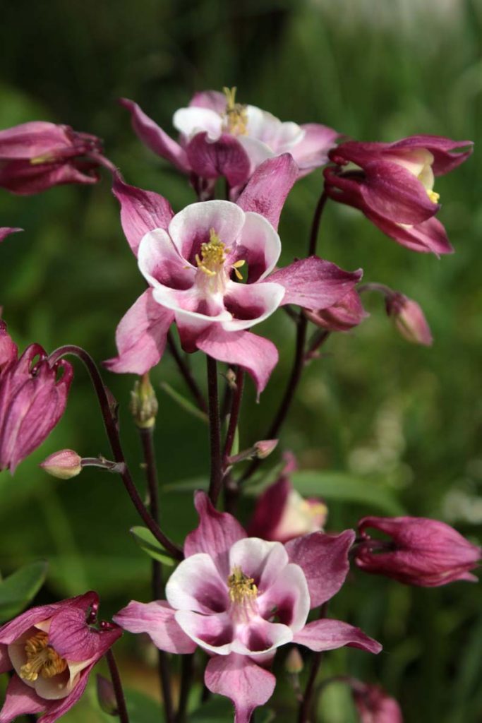 aquilegia fiore