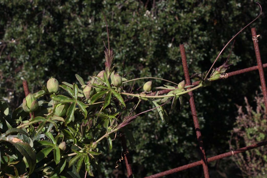 passiflora