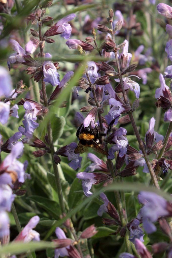 bombo salvia