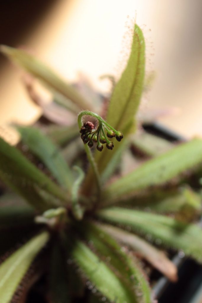 drosera adelae
