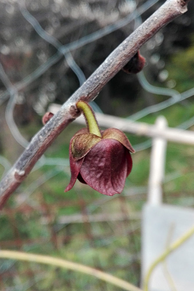 fiore asimina