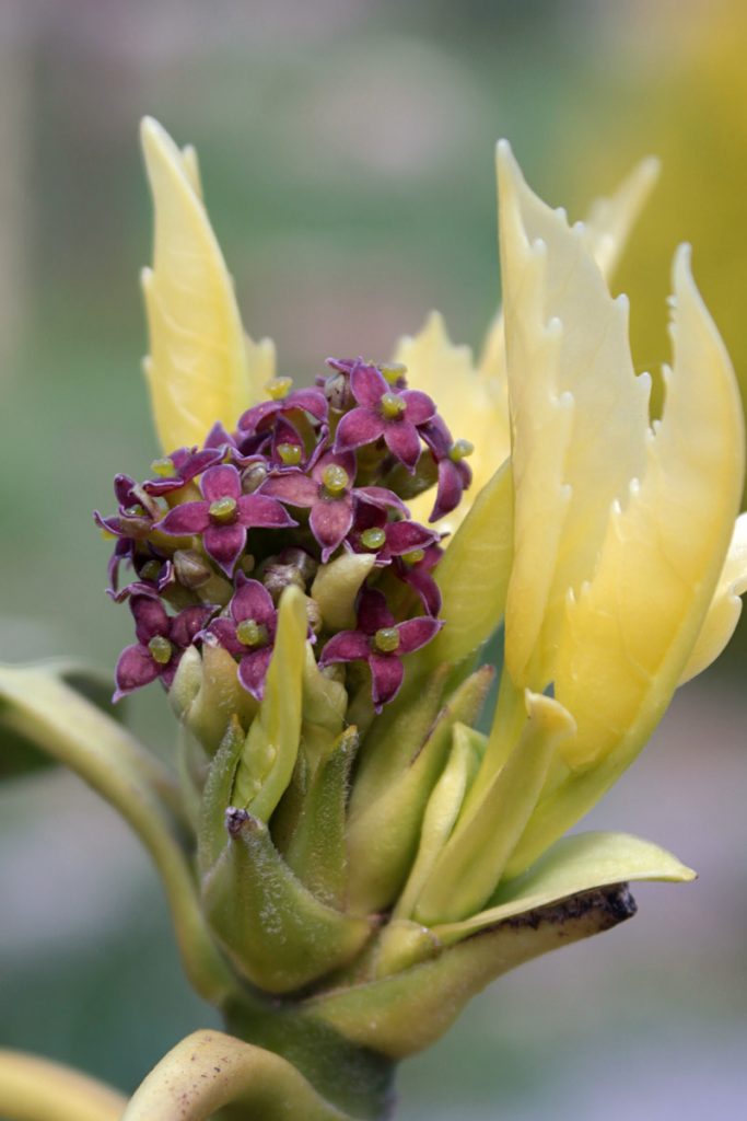 aucuba fiore