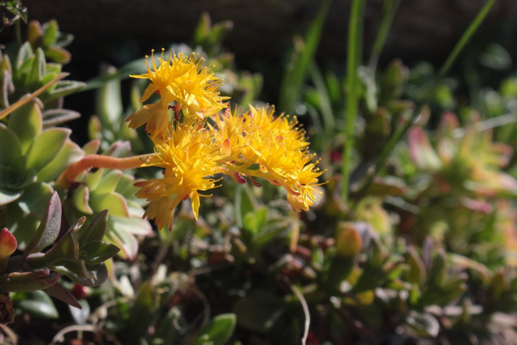 sedum
