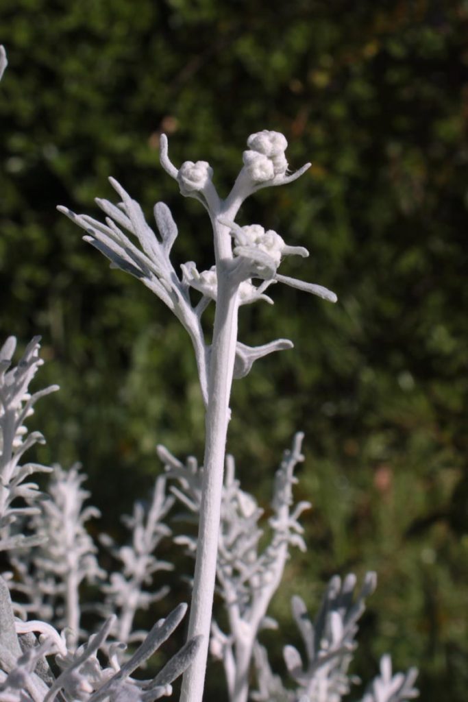 cineraria