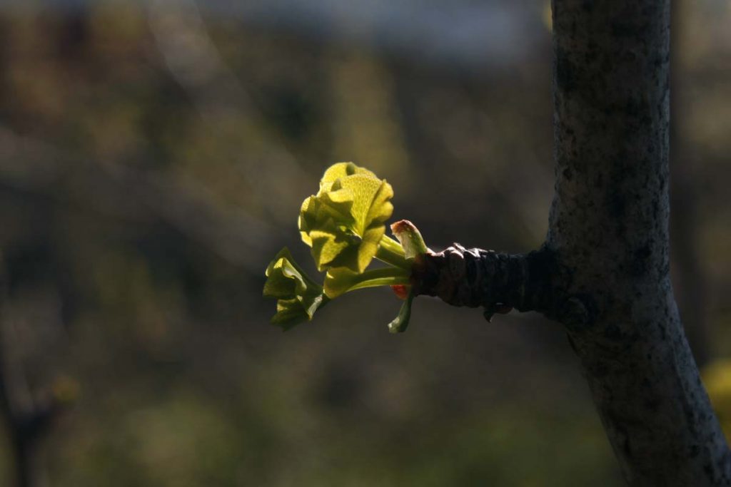 gingko