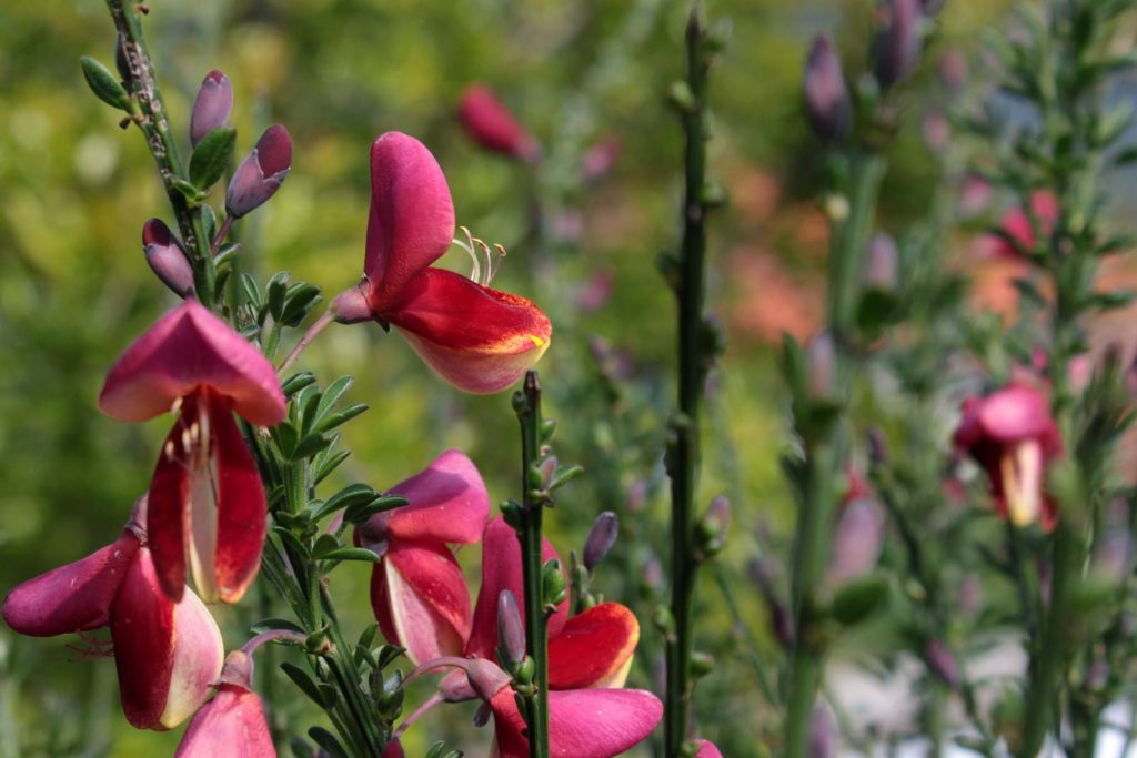 ginestra rossa