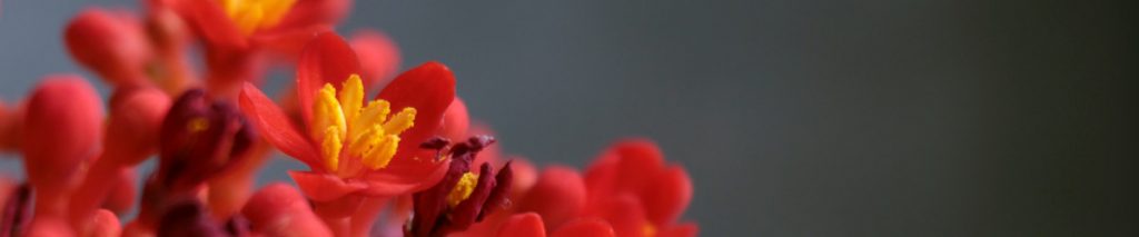 jatropha