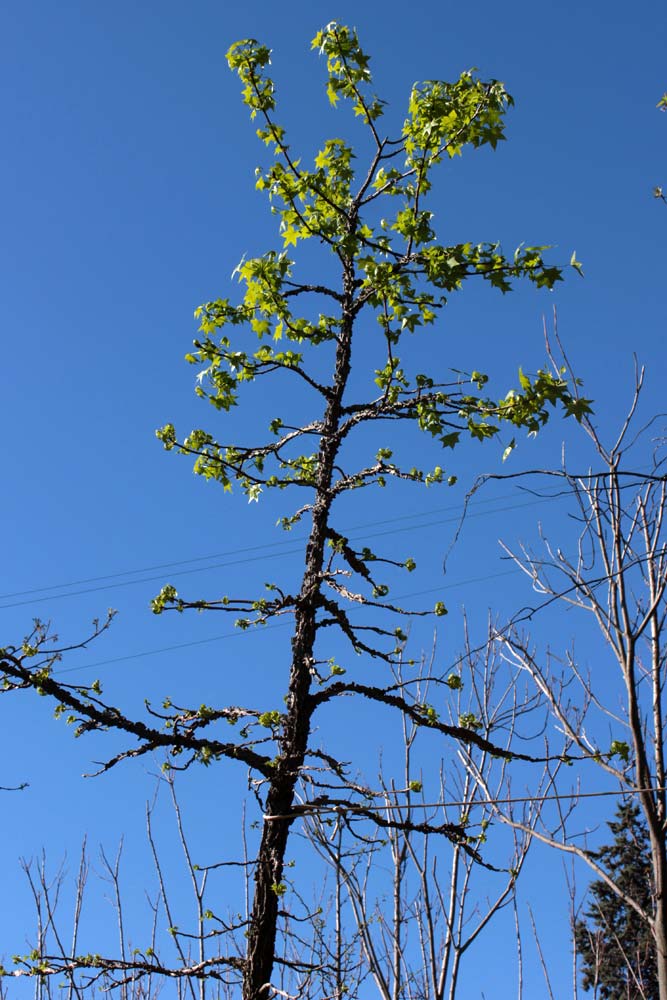 liquidambar
