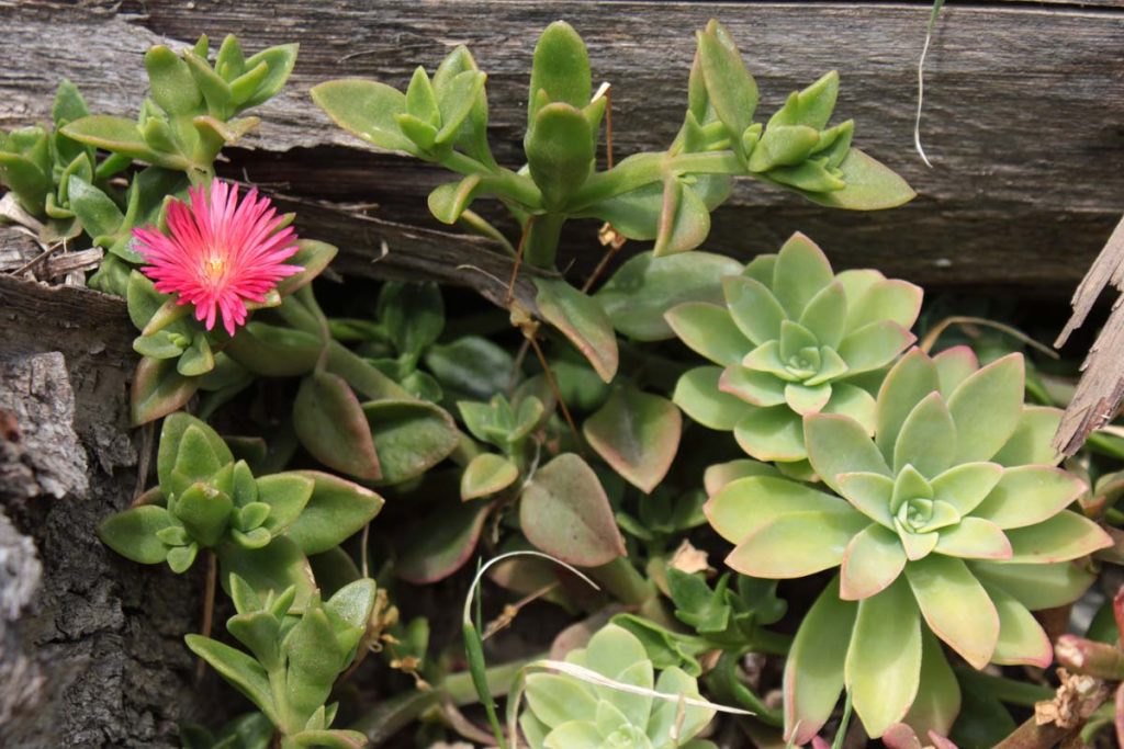succulente sedum