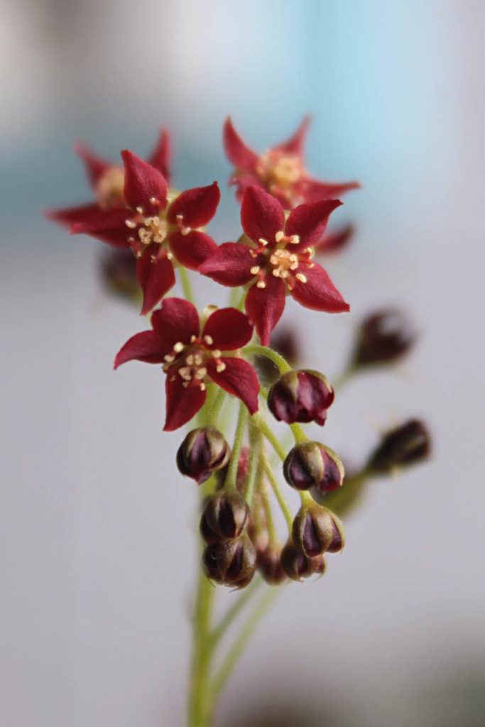 drosera adelae
