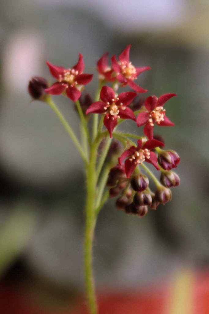 drosera adelae