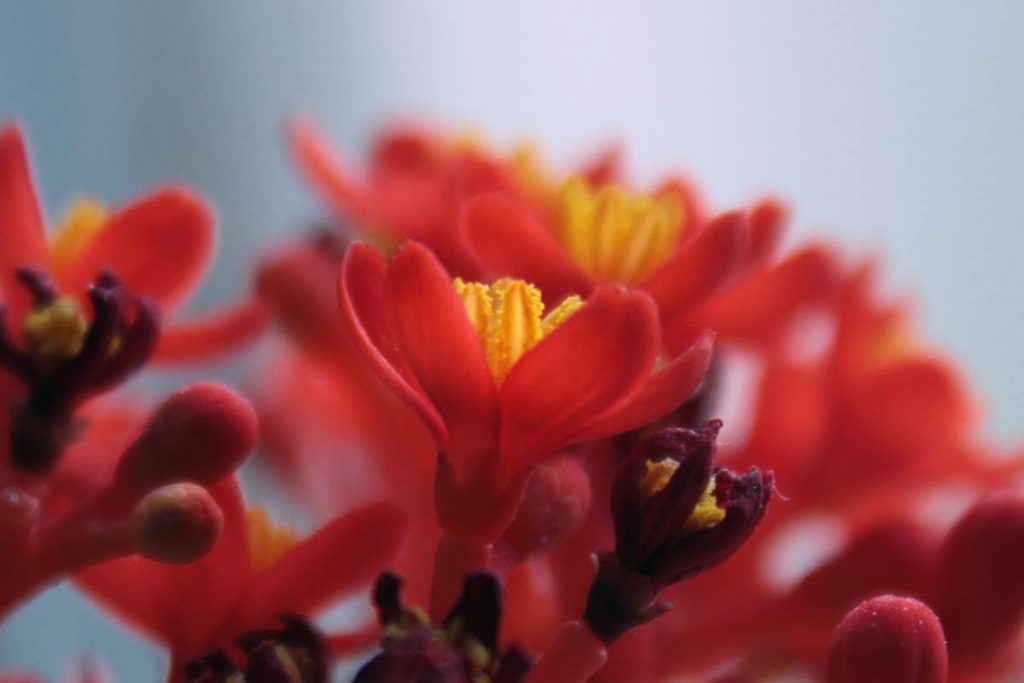 Jatropha podagrica