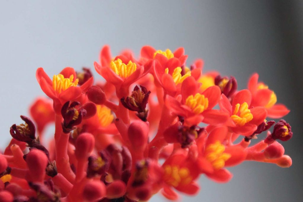 Jatropha podagrica